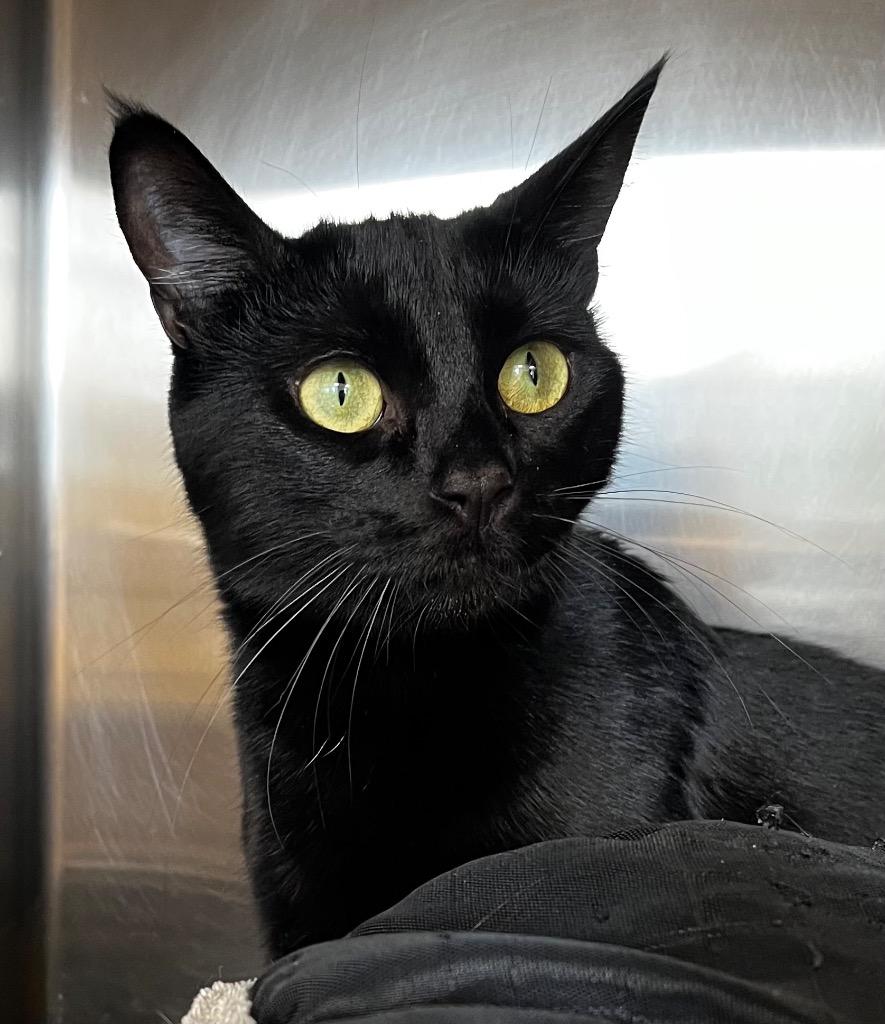 Mowgli, Adoptable, Young Female Domestic Short Hair.