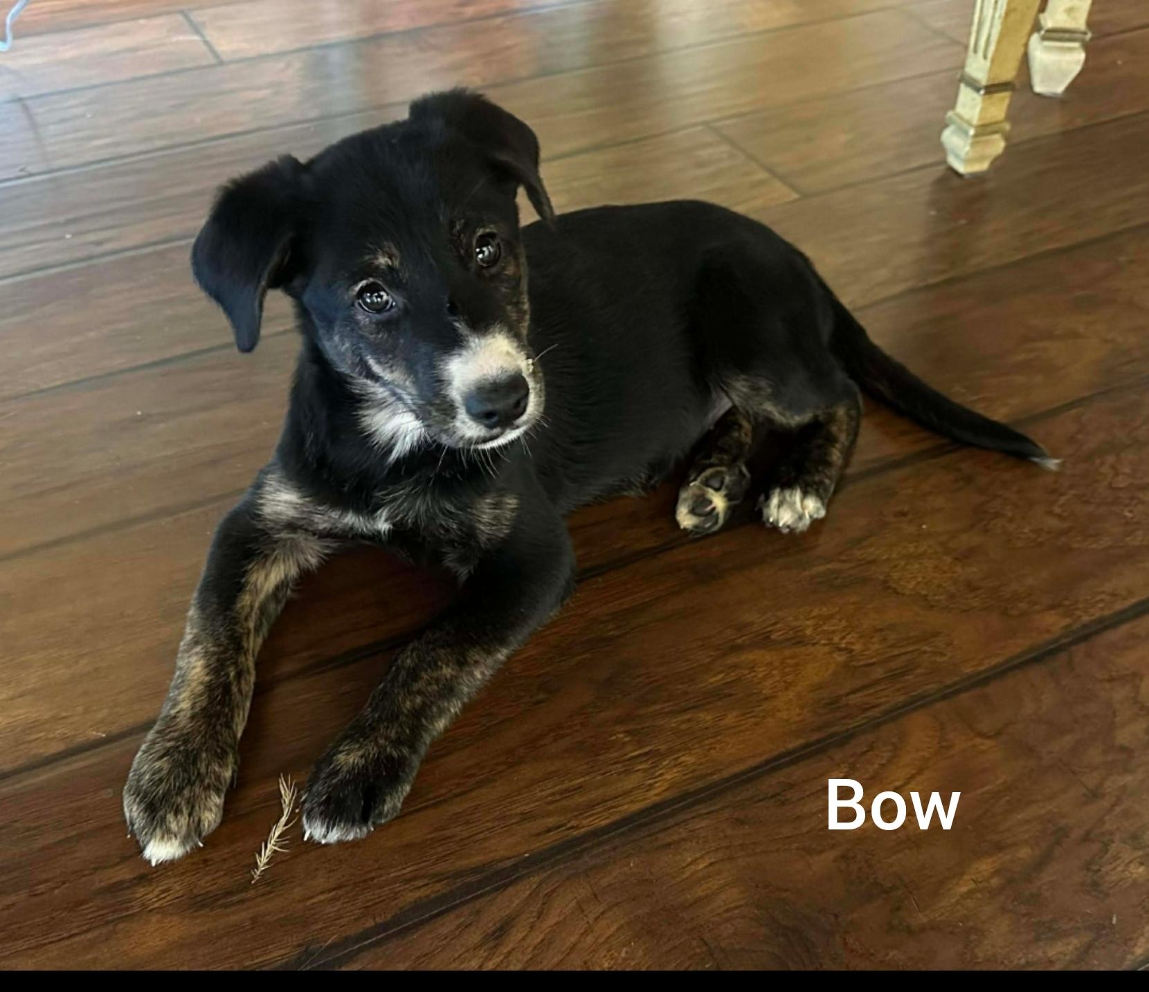 Bow ( Orlando, Fl) Valentine litter, adopted, Puppy Female German Shepherd Dog.