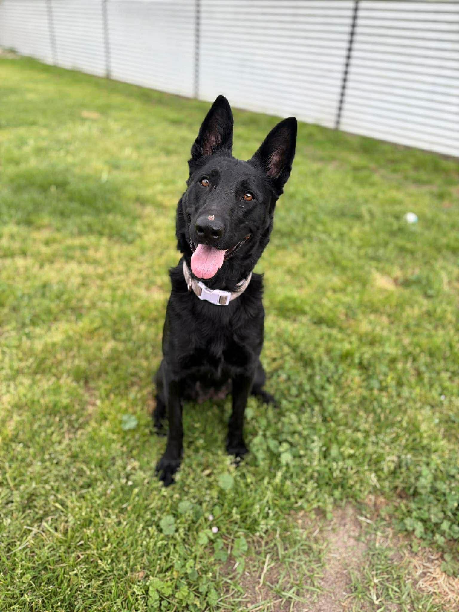 Nova, ADOPTABLE, Young Female German Shepherd Dog.