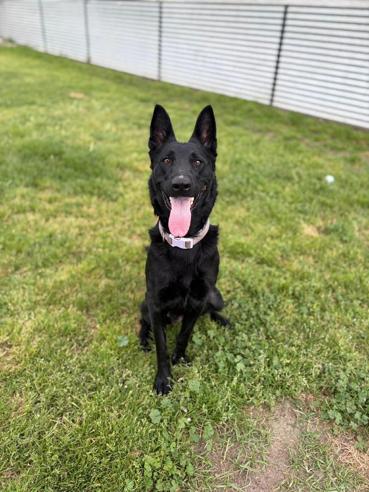 Nova, a ADOPTABLE German Shepherd Dog in Petaluma, CA image 2/2