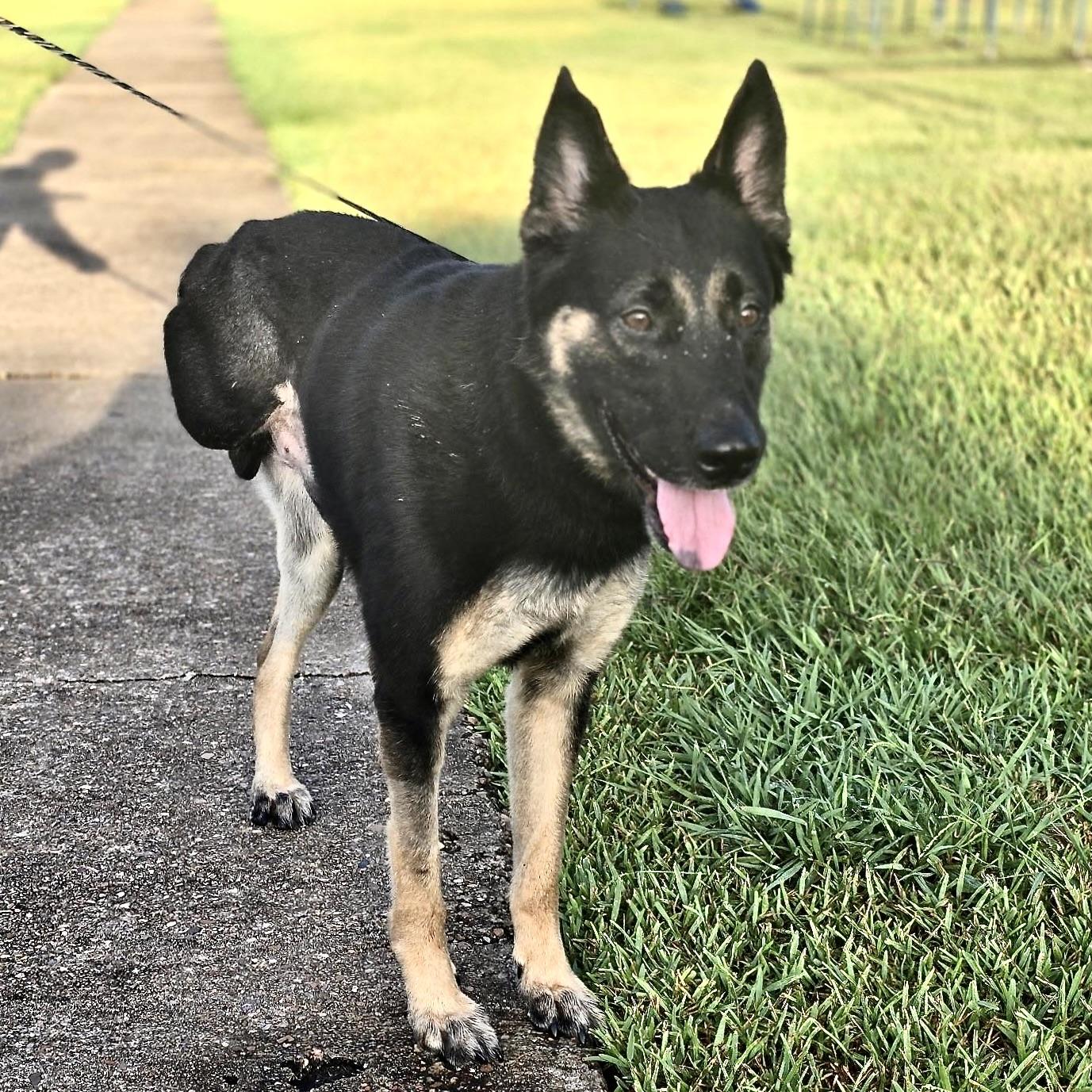 Peg Leg Pete, Adoptable, Adult Male German Shepherd Dog & Australian Cattle Dog / Blue Heeler.