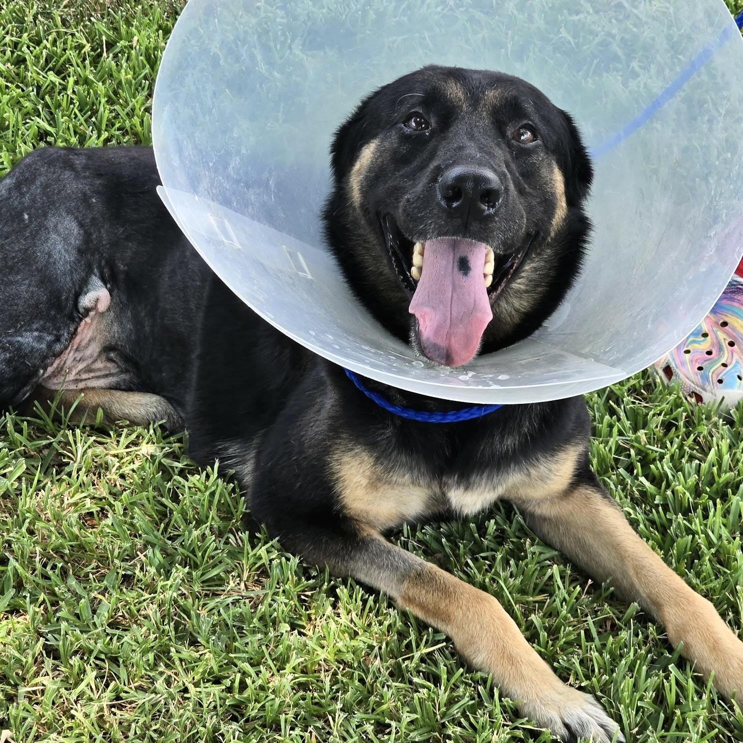 Enlarge Peg Leg Pete, a Adoptable mixed breed in NASHUA, NH image 3/6