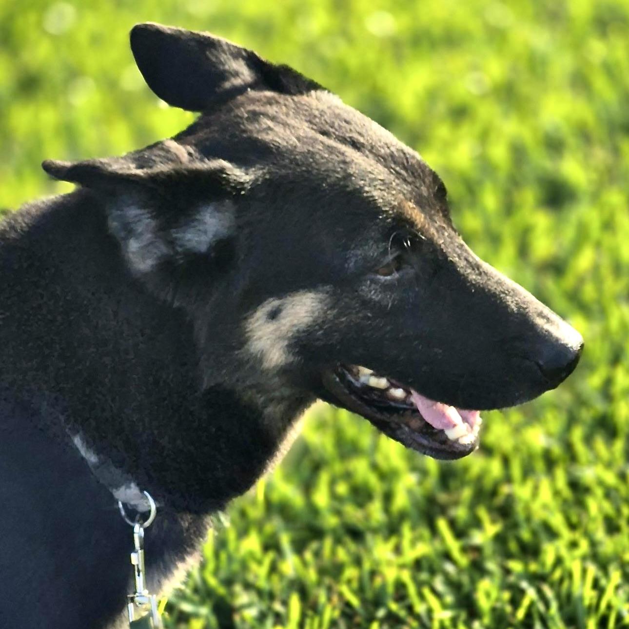 Enlarge Peg Leg Pete, a Adoptable mixed breed in NASHUA, NH image 5/6