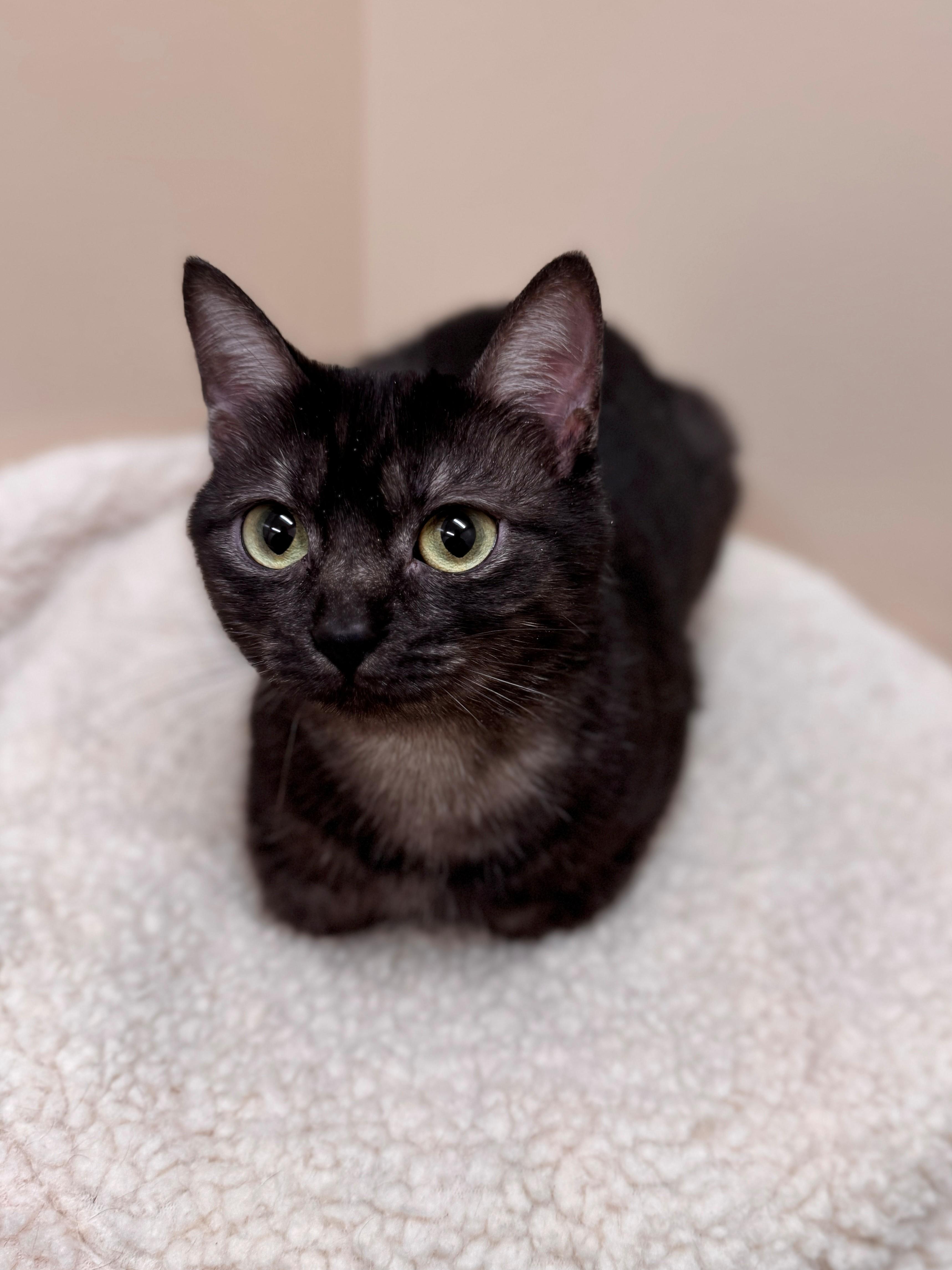 Enlarge Mochi, an adopted Domestic Short Hair in Hackensack, MN image 2/2