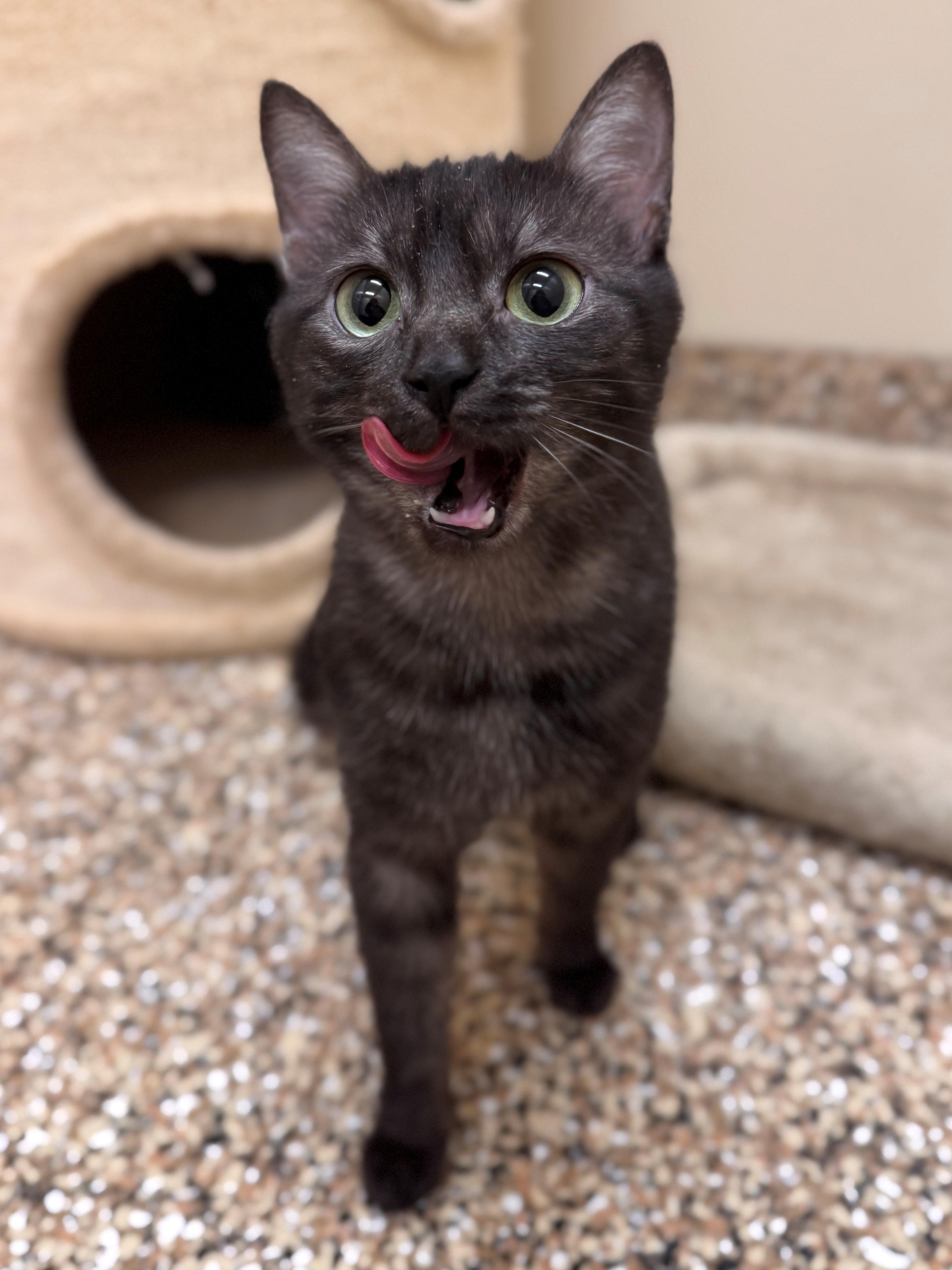 Enlarge Mochi, an adopted Domestic Short Hair in Hackensack, MN image 1/2