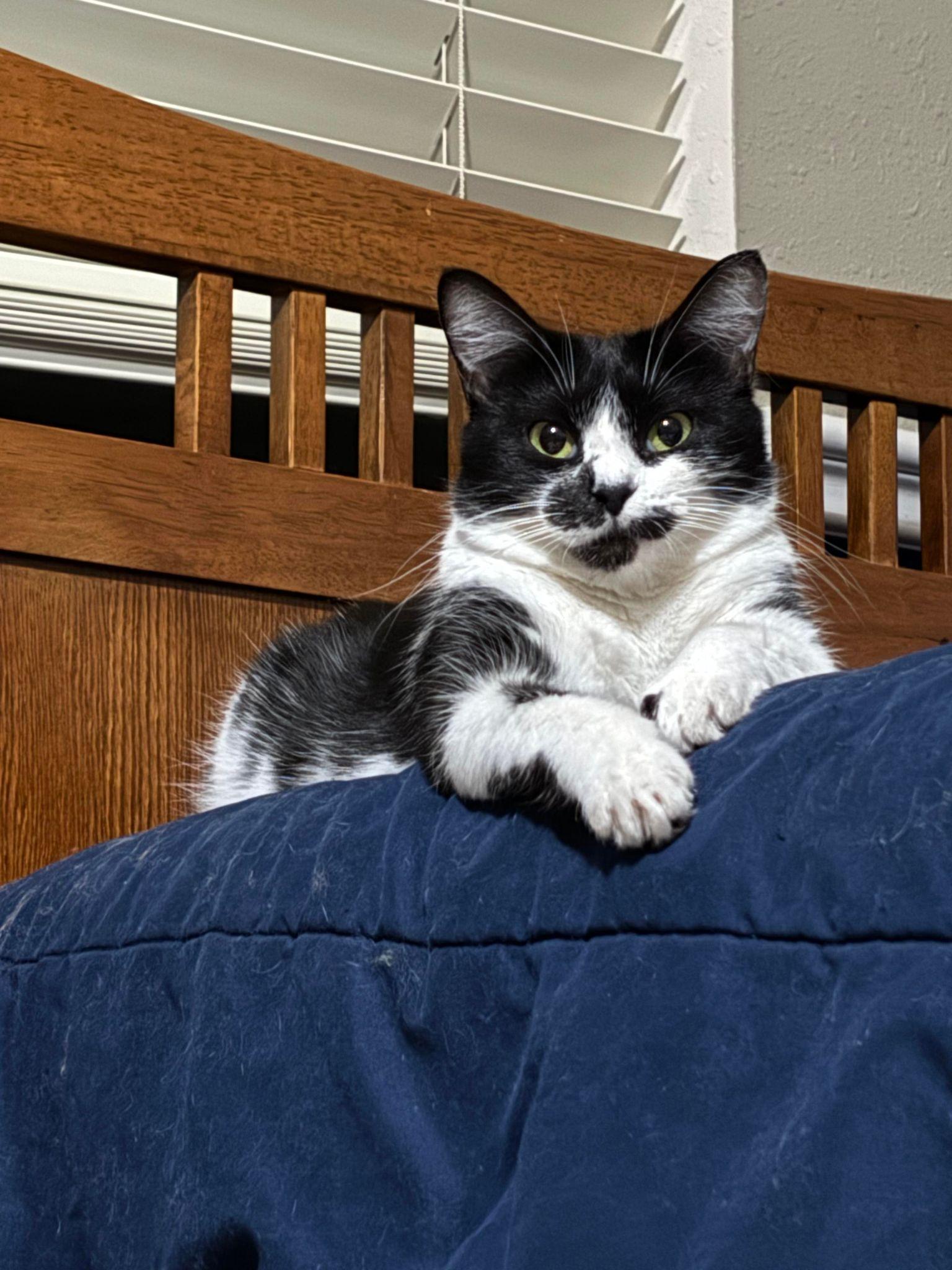 Magpie, Adoptable, Adult Female Tuxedo & Domestic Short Hair.