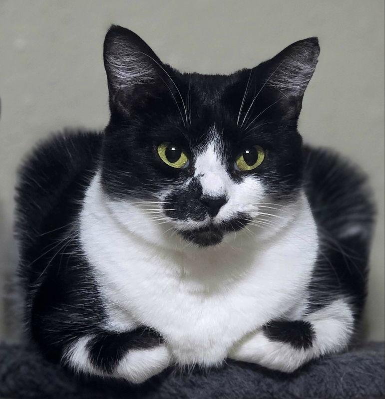 Magpie, Adoptable, Adult Female Tuxedo & Domestic Short Hair.