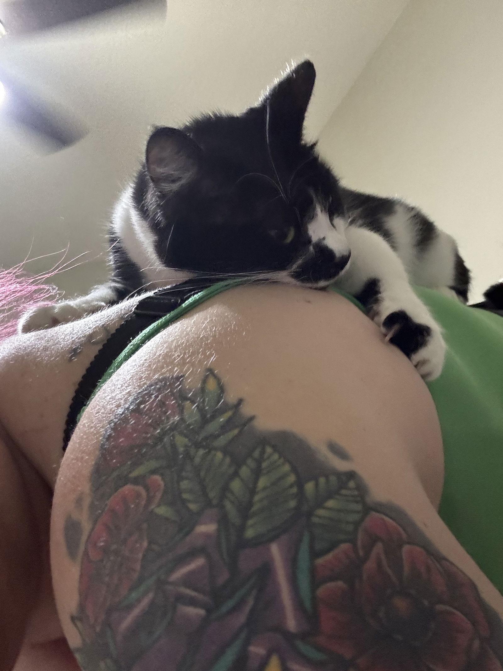 Magpie, a Adoptable mixed breed in MONTGOMERY, TX image 3/3