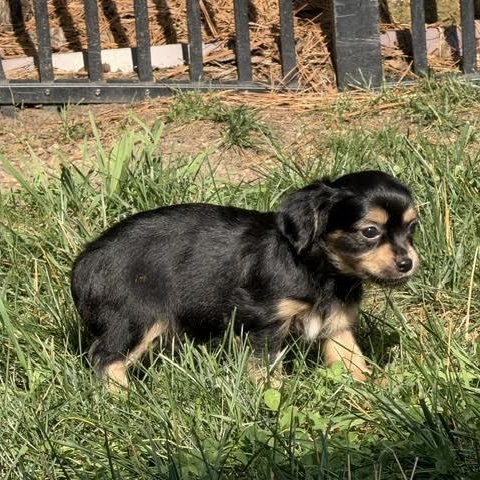 Enlarge Sal, an adopted mixed breed in Midlothian, VA image 5/6