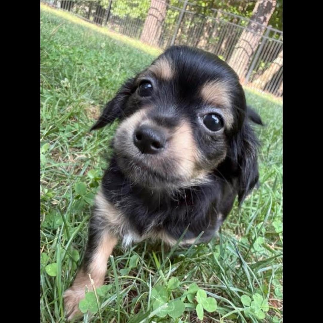 Enlarge Sal, an adopted mixed breed in Midlothian, VA image 1/6