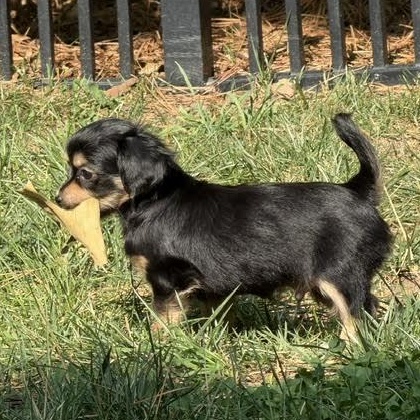 Enlarge Sal, an adopted mixed breed in Midlothian, VA image 6/6