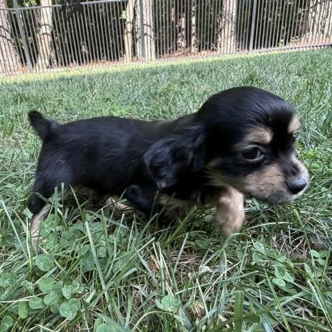 Enlarge Sal, an adopted mixed breed in Midlothian, VA image 2/6