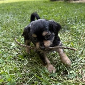 Enlarge Sal, an adopted mixed breed in Midlothian, VA image 4/6
