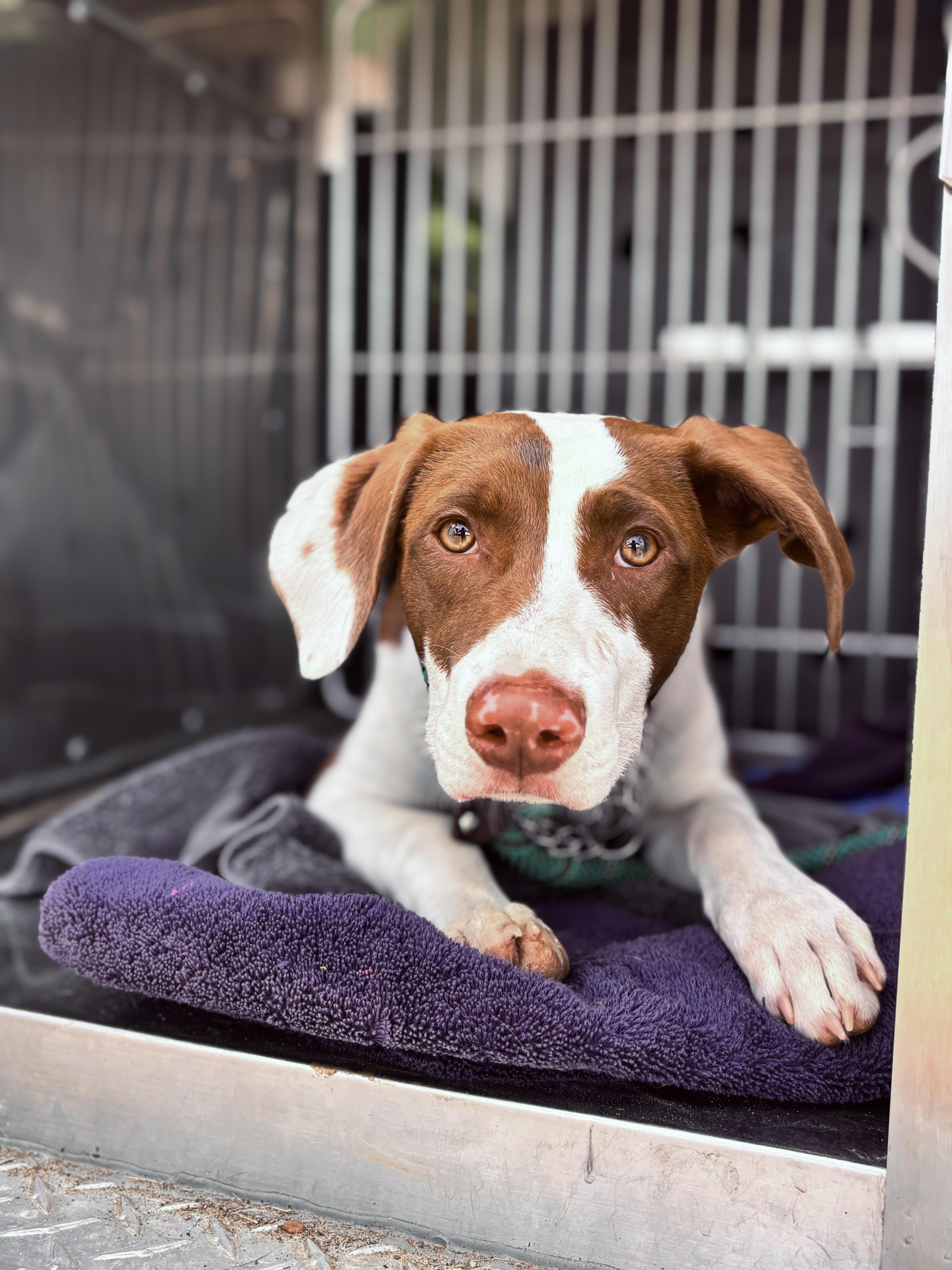 Noah , adopted, Puppy Male English Pointer & Pit Bull Terrier.
