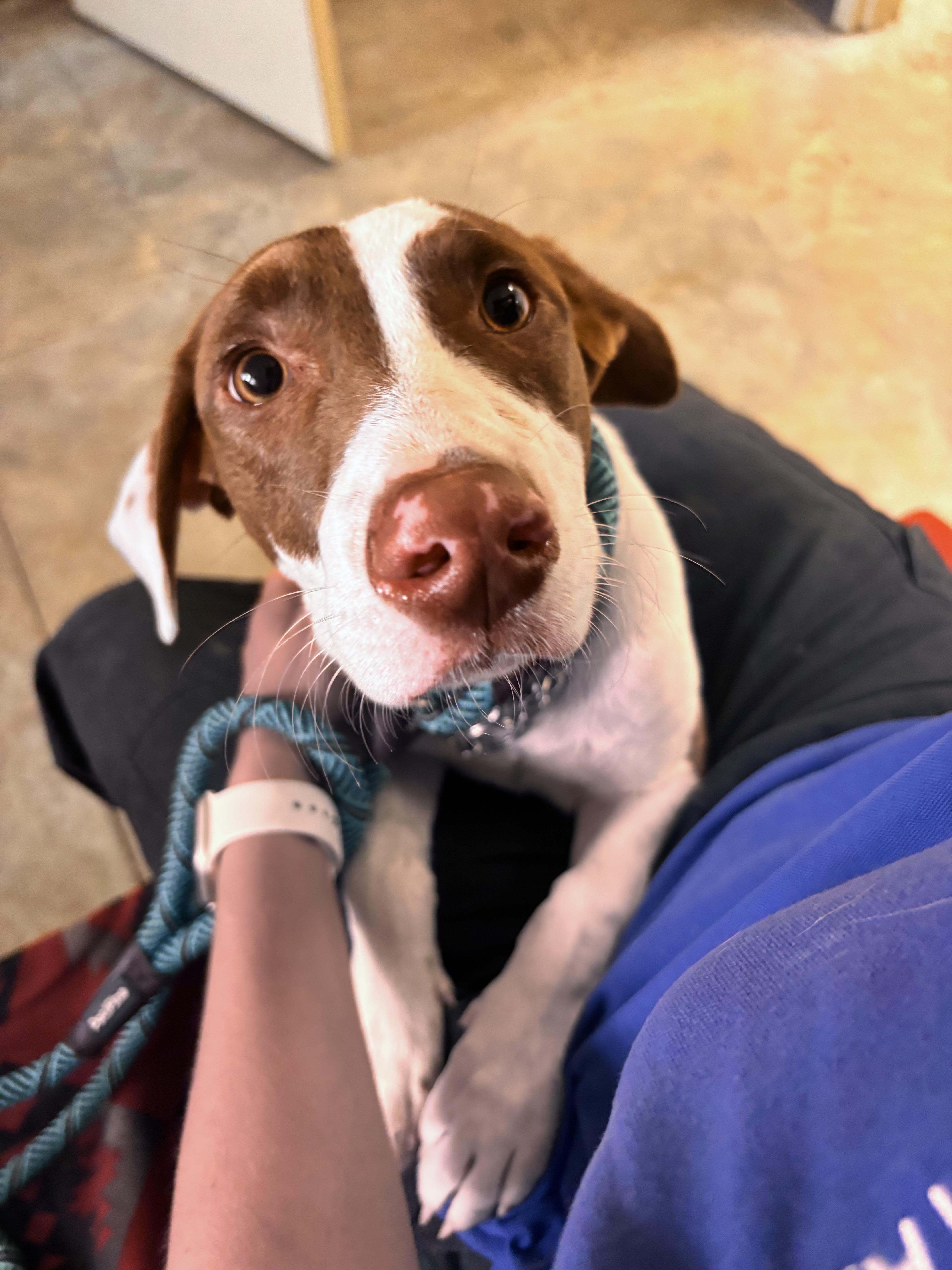 Enlarge Noah , an adopted mixed breed in Collierville, TN image 3/4