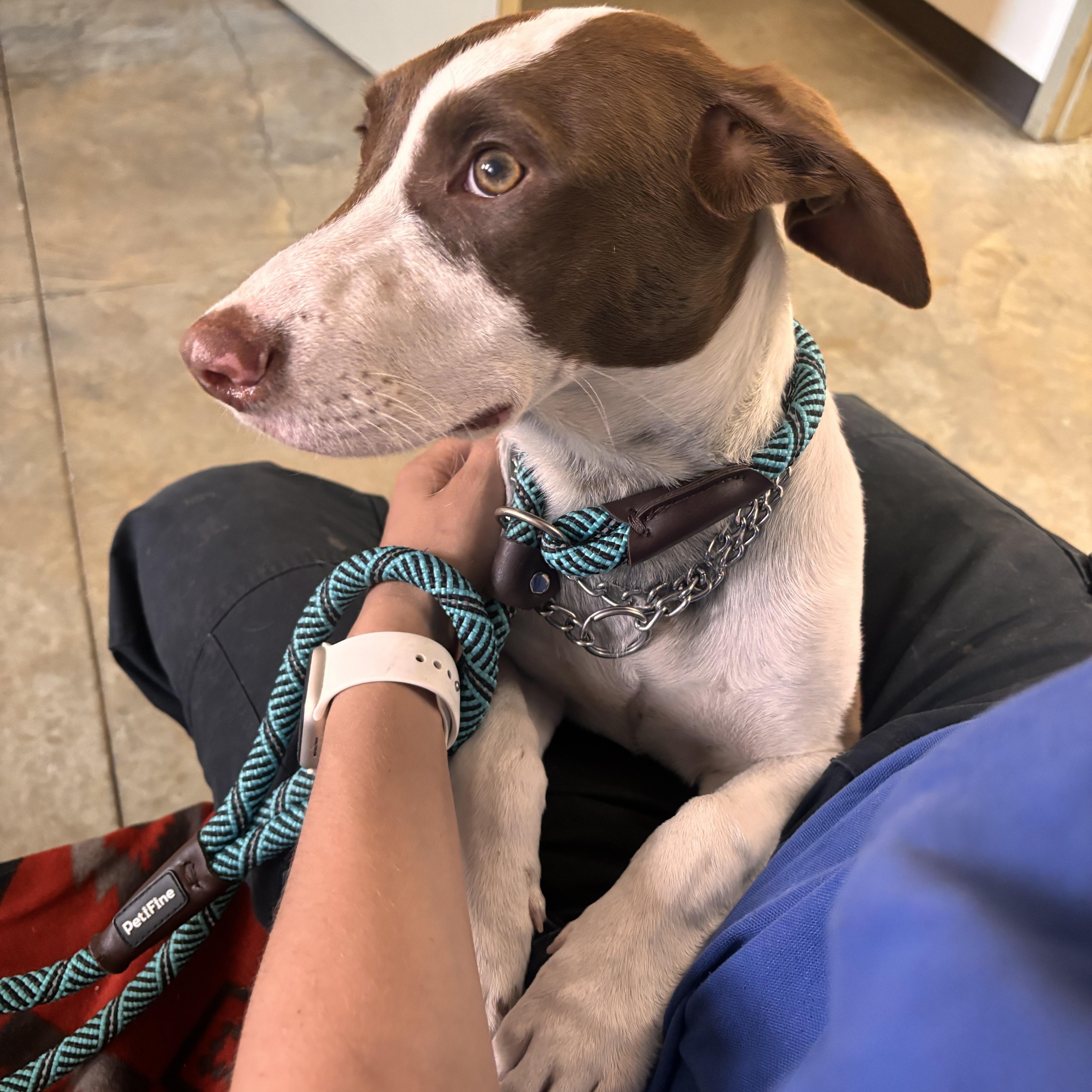 Enlarge Noah , an adopted mixed breed in Collierville, TN image 2/4