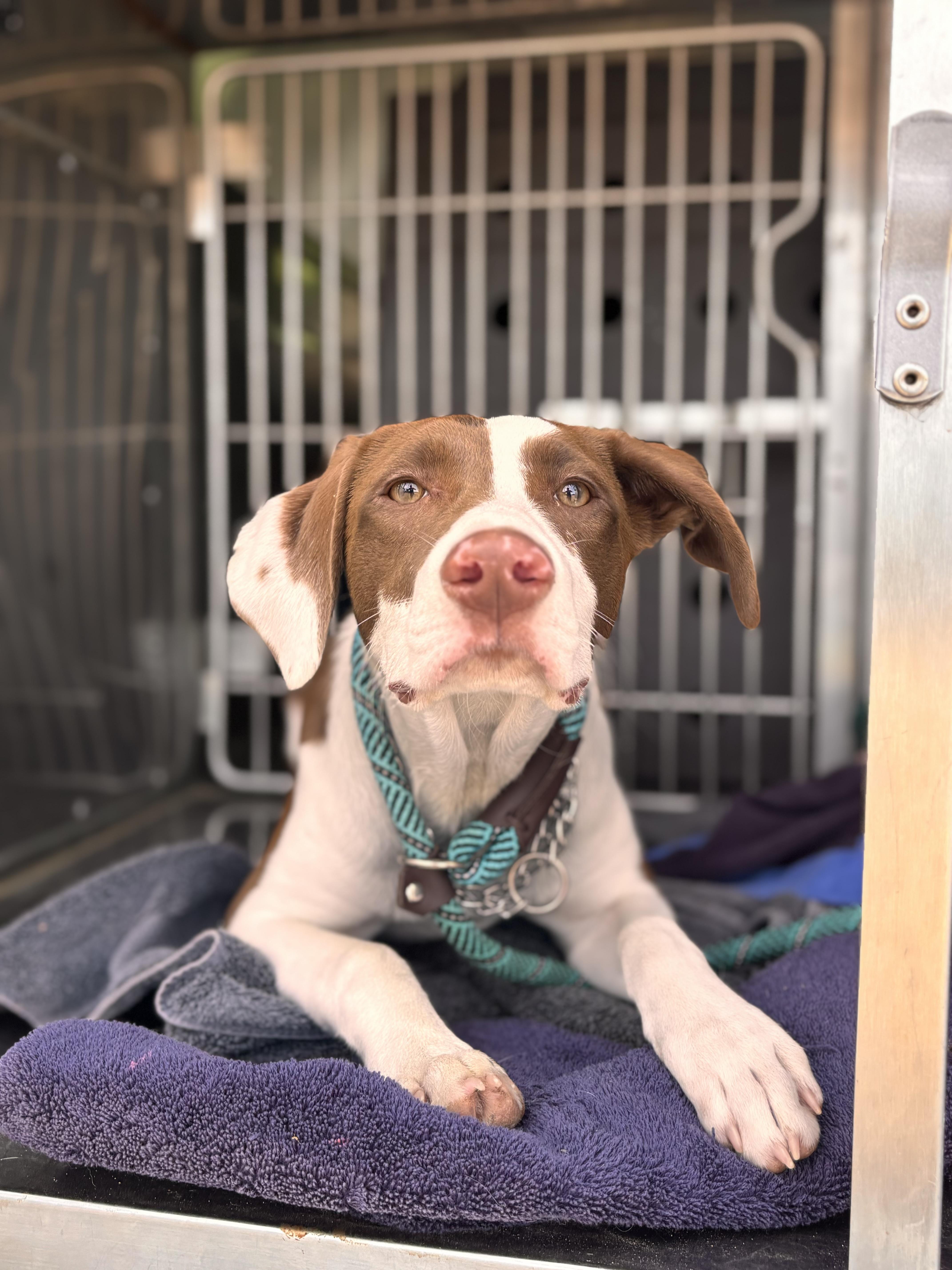 Enlarge Noah , an adopted mixed breed in Collierville, TN image 4/4