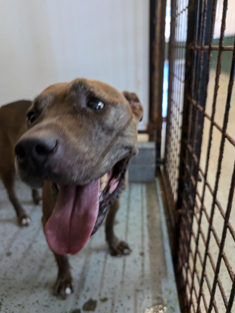 Enlarge Cookie Boo, a Adoptable mixed breed in Osgood, IN image 1/6