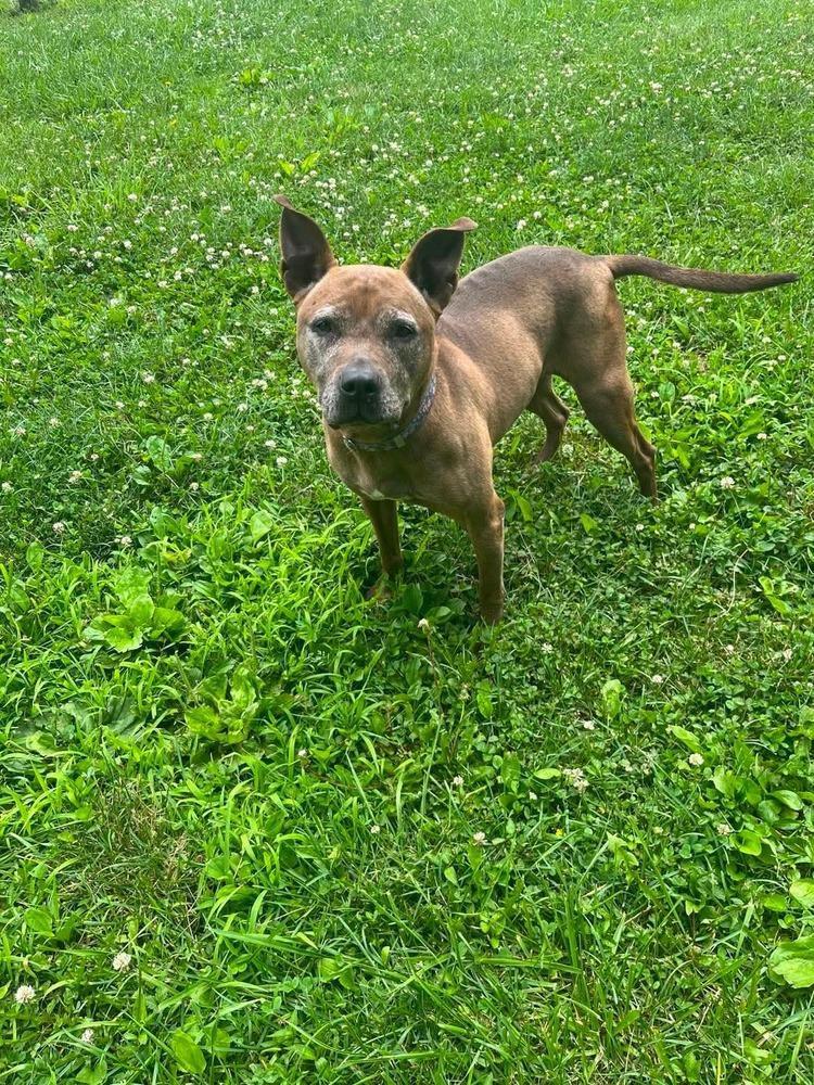 Cookie Boo, a Adoptable mixed breed in Osgood, IN image 1/6