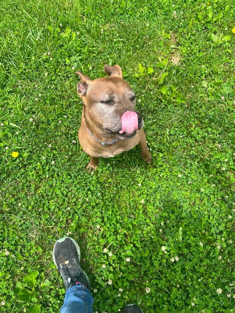 Cookie Boo, a Adoptable mixed breed in Osgood, IN image 2/6