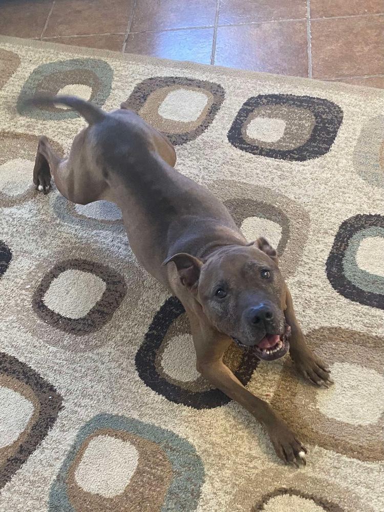 Enlarge Cookie Boo, a Adoptable mixed breed in Osgood, IN image 2/6