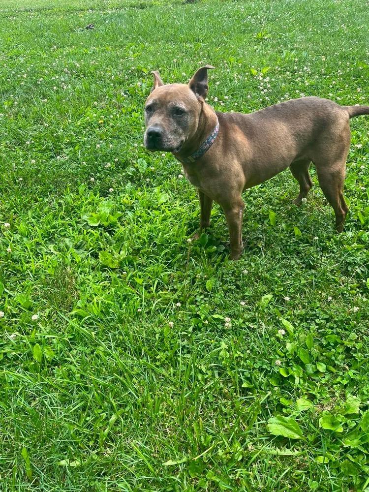 Cookie Boo, a Adoptable mixed breed in Osgood, IN image 5/6