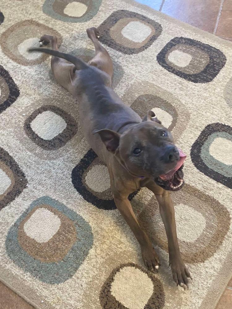 Enlarge Cookie Boo, a Adoptable mixed breed in Osgood, IN image 4/6