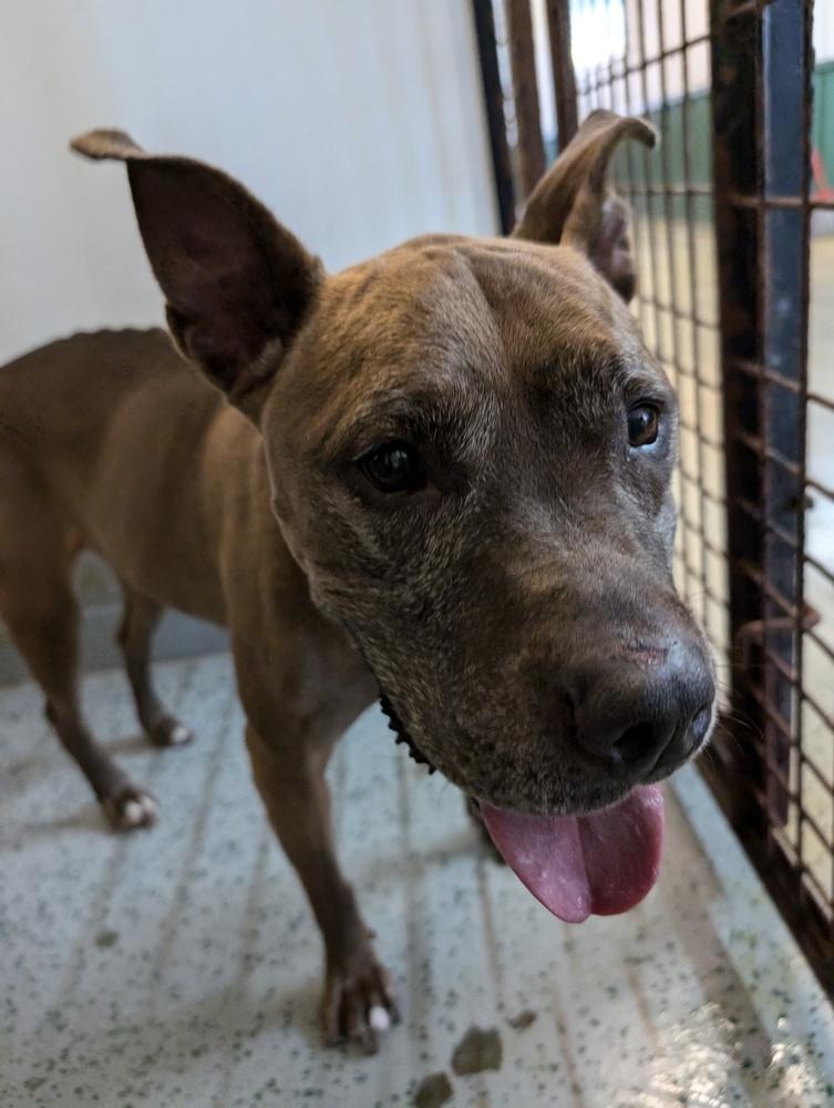 Enlarge Cookie Boo, a Adoptable mixed breed in Osgood, IN image 5/6