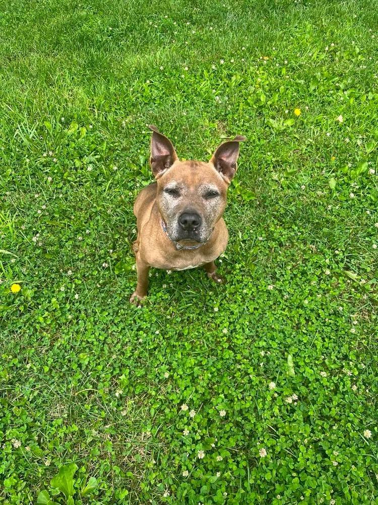 Cookie Boo, a Adoptable mixed breed in Osgood, IN image 6/6
