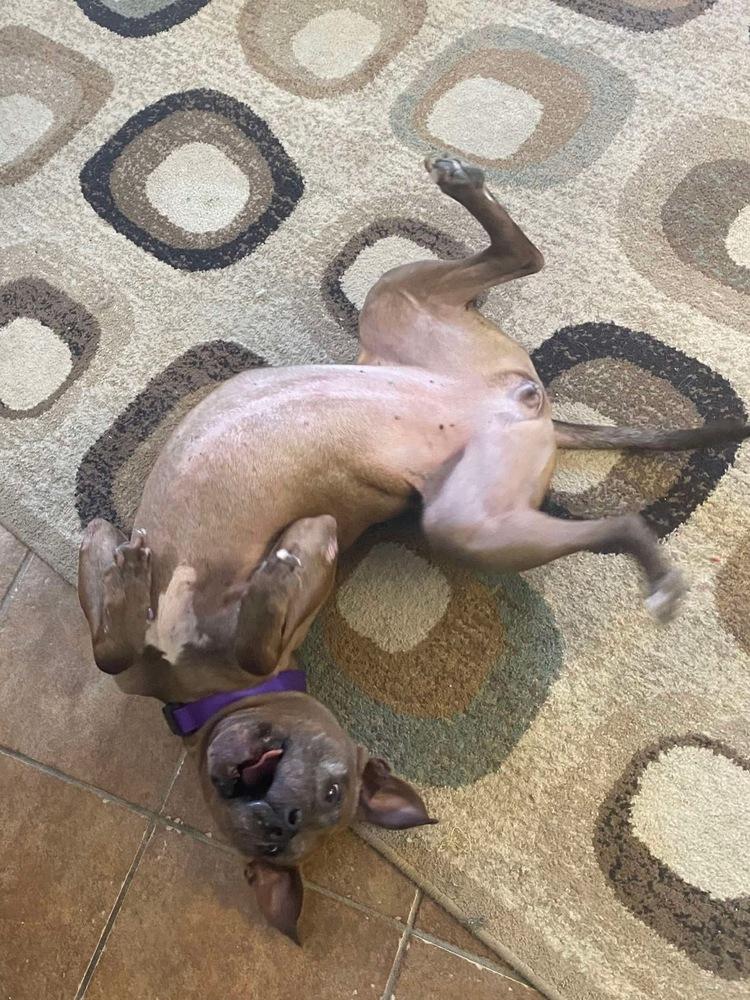 Enlarge Cookie Boo, a Adoptable mixed breed in Osgood, IN image 6/6