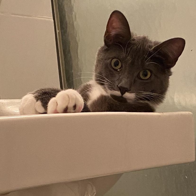 Enlarge Paulie, a ADOPTABLE mixed breed in New york, NY image 2/3