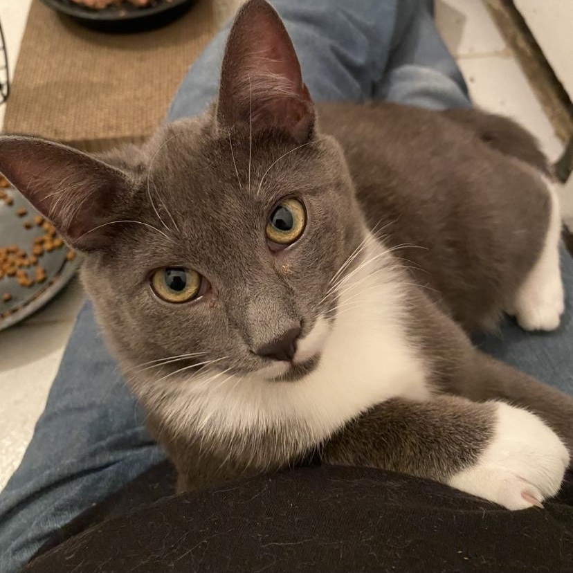 Paulie, ADOPTABLE, Young Male Domestic Short Hair.