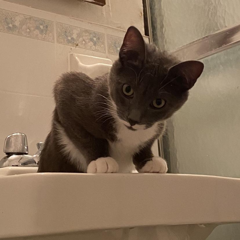 Enlarge Paulie, a ADOPTABLE mixed breed in New york, NY image 3/3