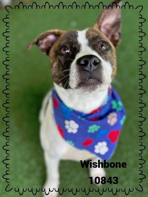 WISHBONE