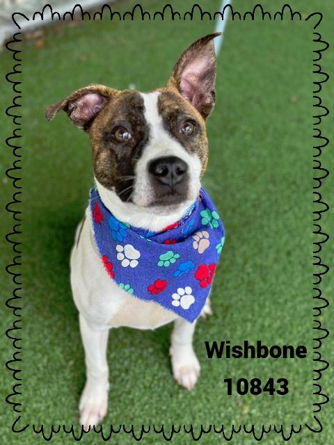 WISHBONE