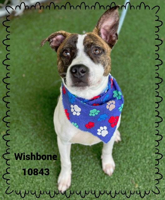 WISHBONE