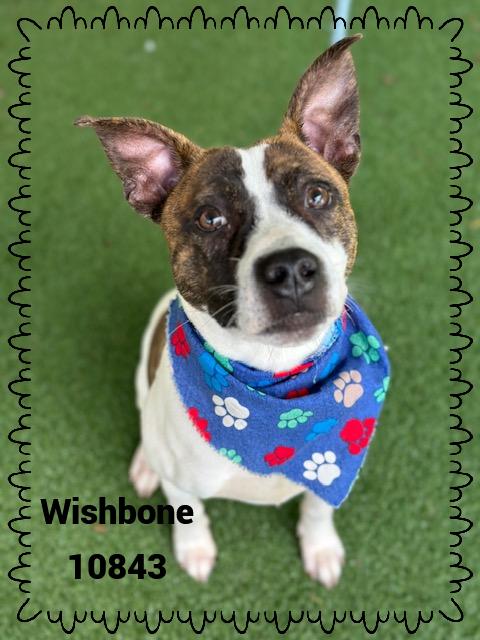 WISHBONE