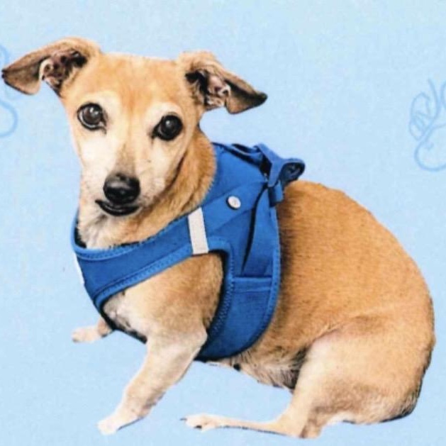 Murphy, ADOPTABLE, Senior Male Chiweenie.