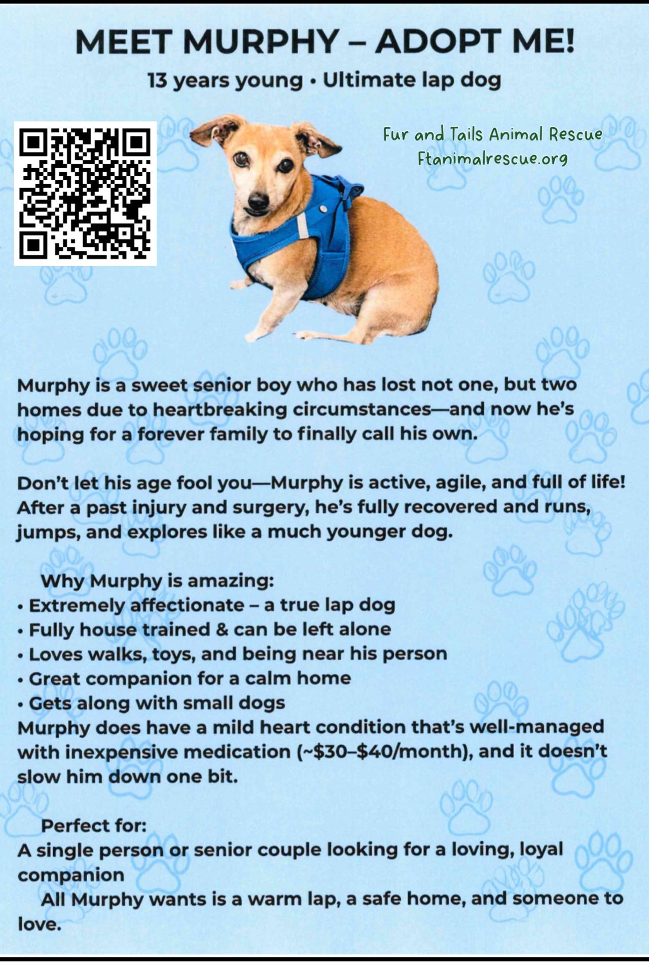 Enlarge Murphy, a ADOPTABLE Chiweenie in Fort Myers, FL image 2/2