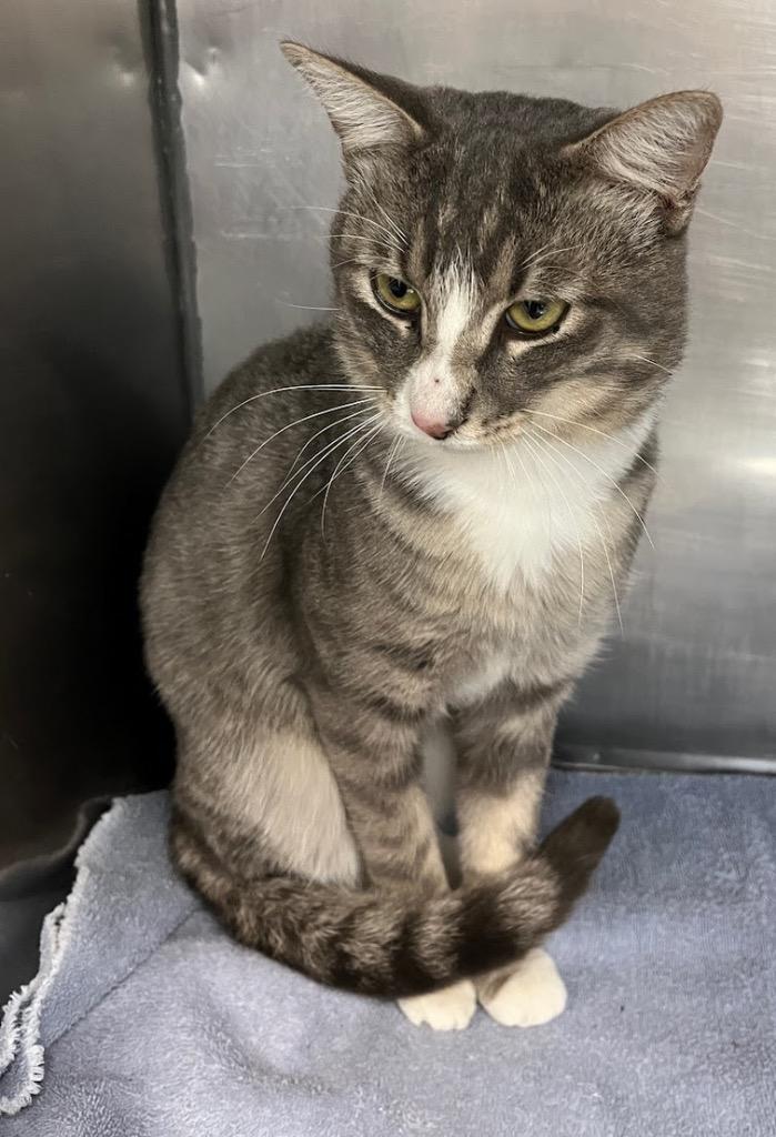 Enlarge Owl, a Adoptable mixed breed in Little Rock, AR image 1/1