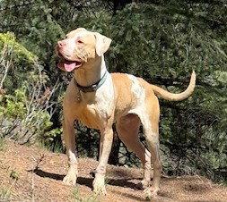 Bagel, a Adopted Pit Bull Terrier in Evergreen, CO image 1/3