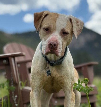 Bagel, a Adopted Pit Bull Terrier in Evergreen, CO image 2/3