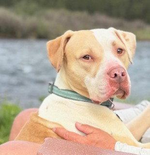 Bagel, a Adopted Pit Bull Terrier in Evergreen, CO image 3/3