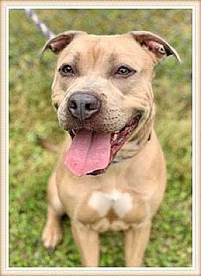 Enlarge Jansen, a Adoptable Pit Bull Terrier in Woodstock, GA image 1/2