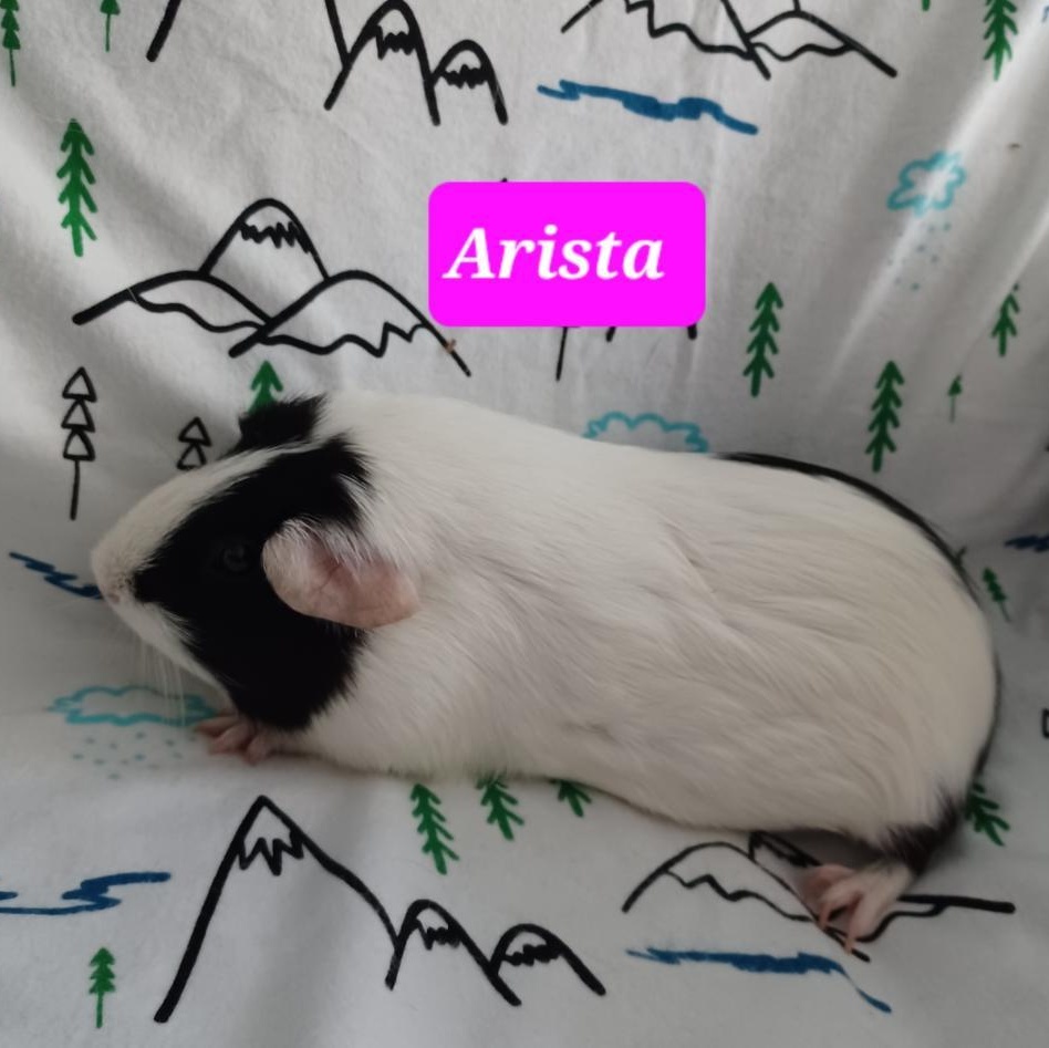 Arista photo 2