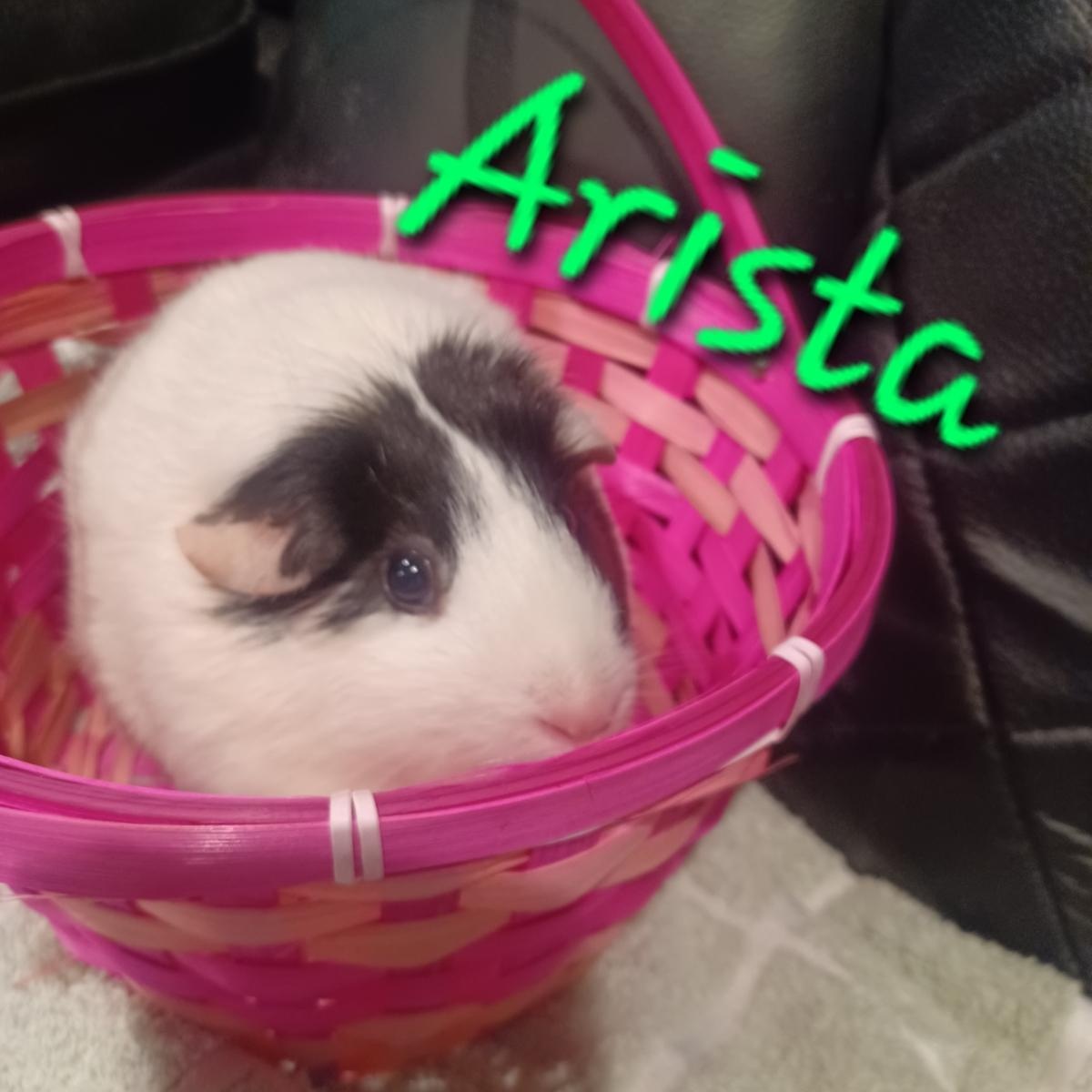 Arista photo 4
