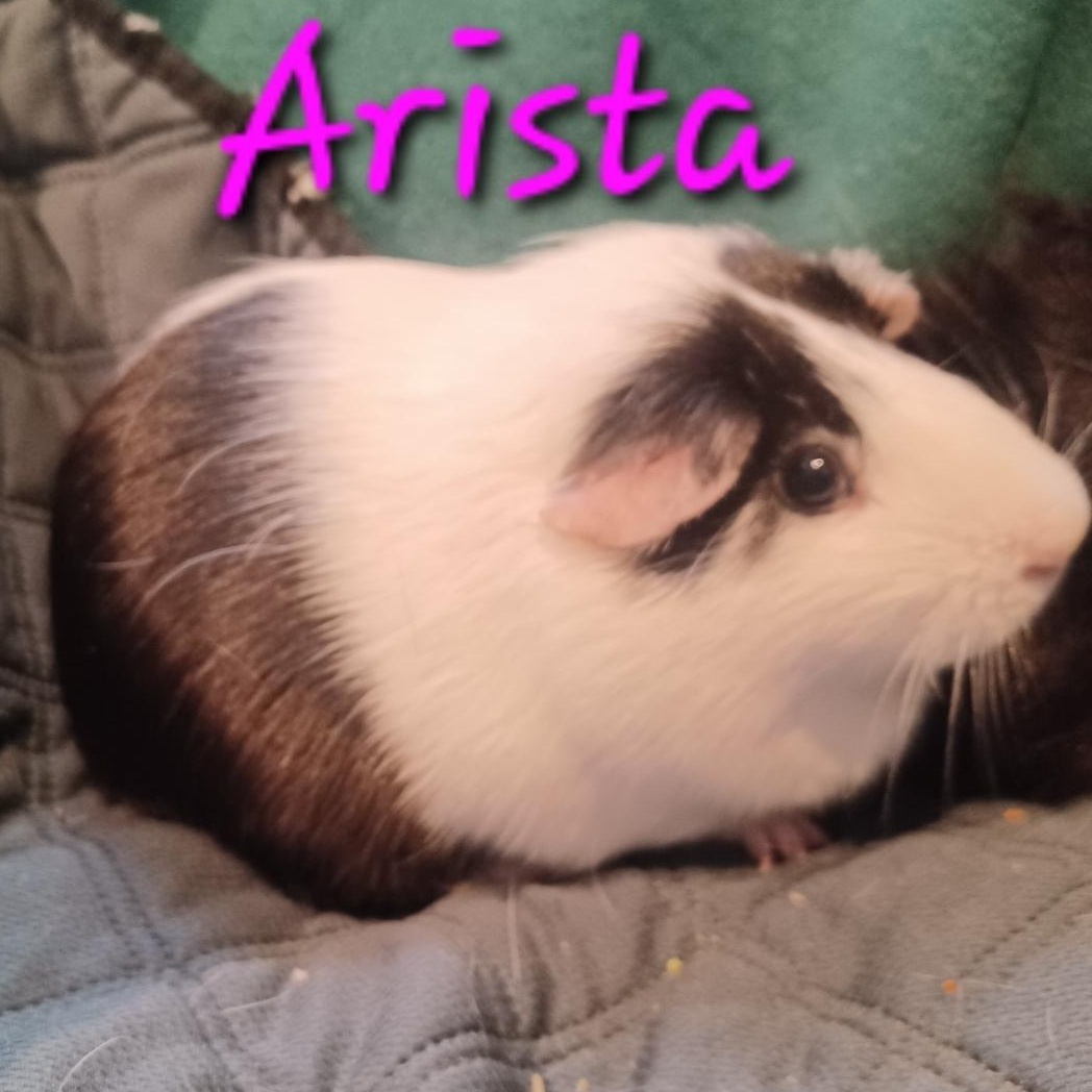 Arista photo 3
