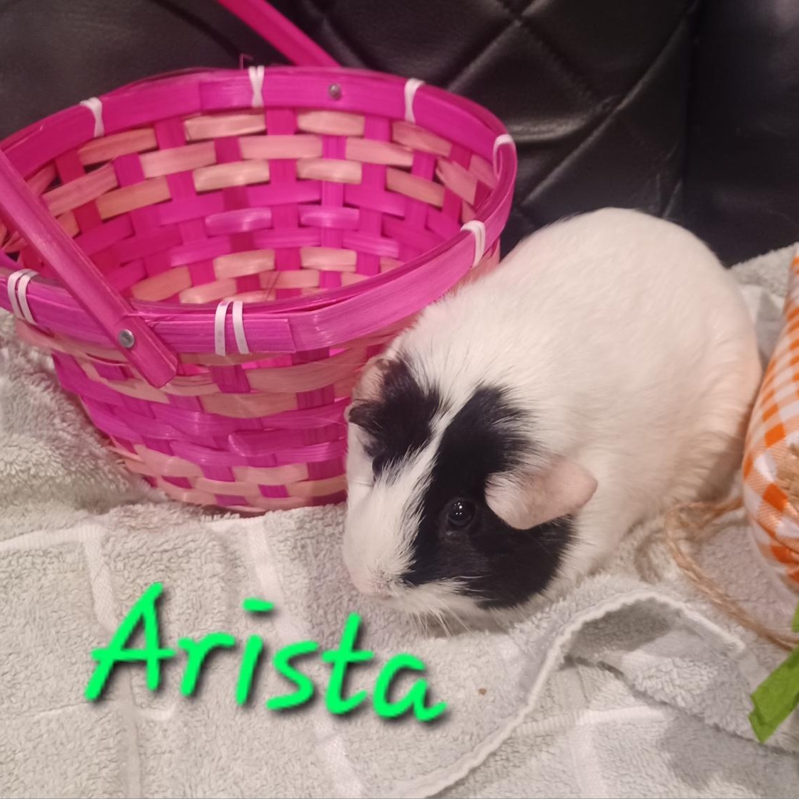 Arista photo 5