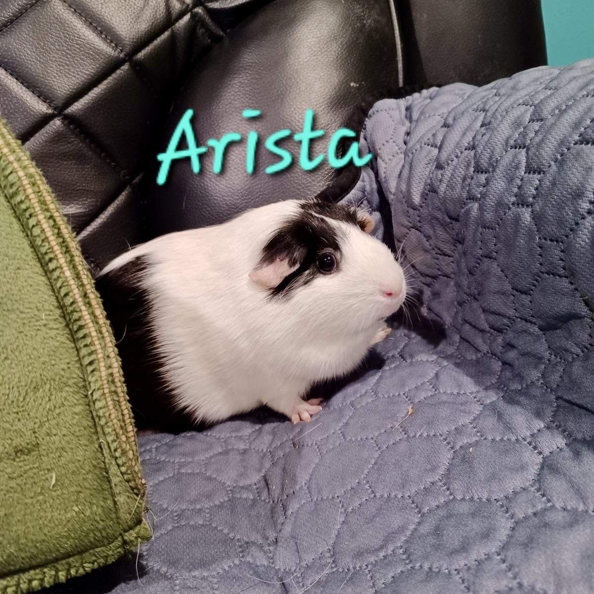 Arista, Adult Female unknown