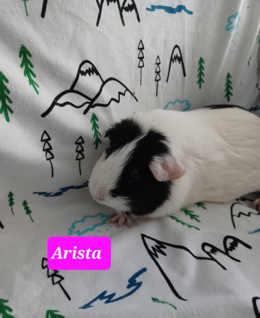Arista